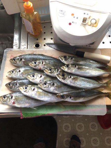 佐田岬遠征最終日