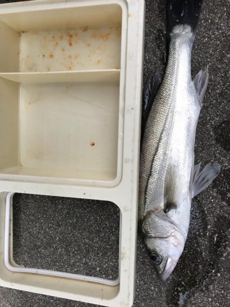 サビキでアジ狙い！