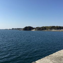 ザ！五目釣り！