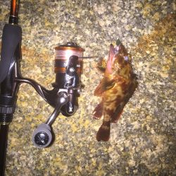 メバリング釣行