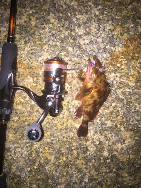 メバリング釣行