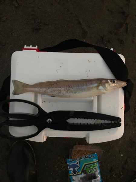 加江田川河口 良型キス