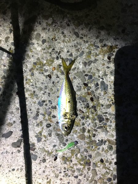 アジングのち青物