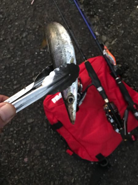 メバルねらいですが！