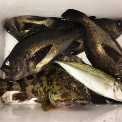 メバリング開幕戦