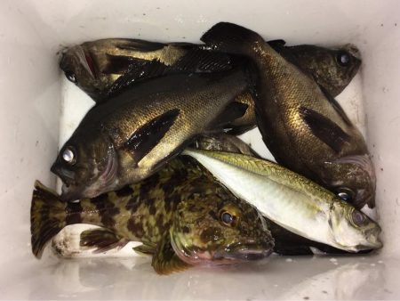 メバリング開幕戦