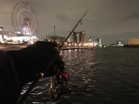 セイゴ入れ食い