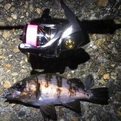 冬のお魚登場です。