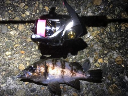 冬のお魚登場です。