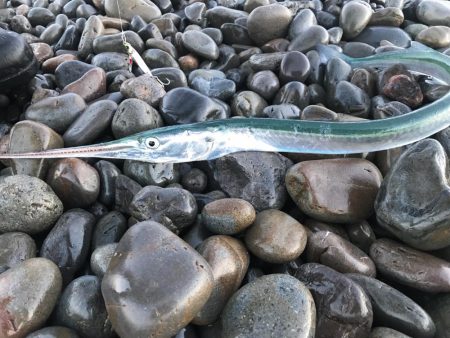 ショアジギング、難しい。。。