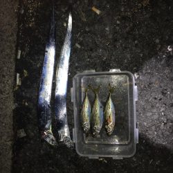 アジ、タチウオ狙い