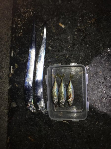 アジ、タチウオ狙い