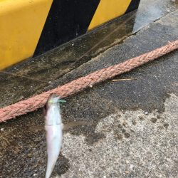 大阪奥湾サビキ 10mの違い