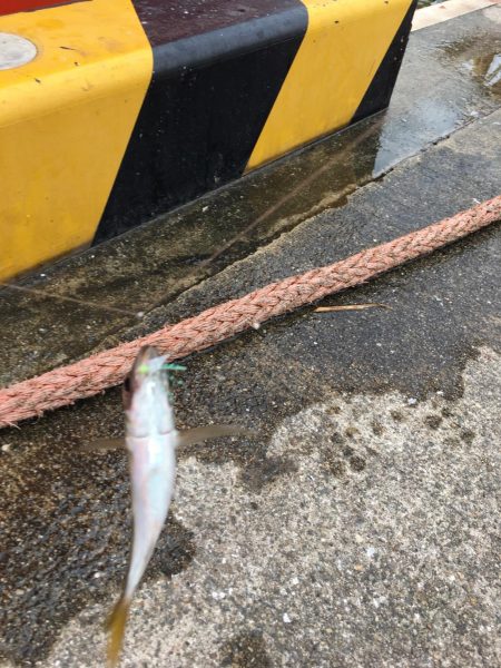 大阪奥湾サビキ 10mの違い