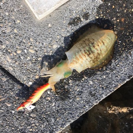 苗我島エギング