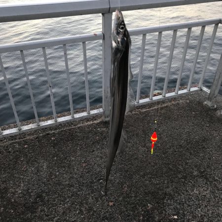 アジで太刀魚・青物狙い！！