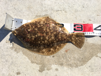 今年初カレイ！！！！！！