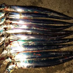 プチパラダイス(^^)数釣り楽しめました。