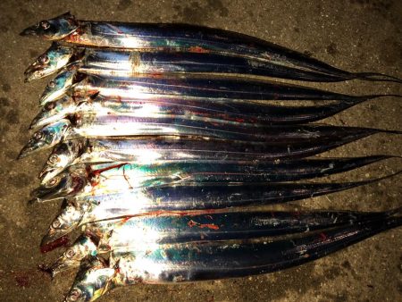 プチパラダイス(^^)数釣り楽しめました。