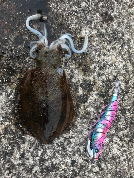 ヤリイカ調査第2弾