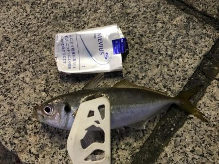 アジたくさんつれた！