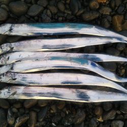 阿南市の那賀川河口でタチウオ