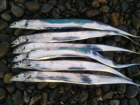 阿南市の那賀川河口でタチウオ