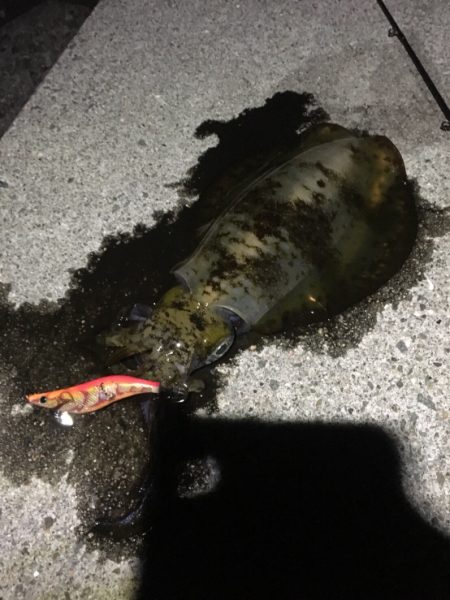 短時間で満足の釣果