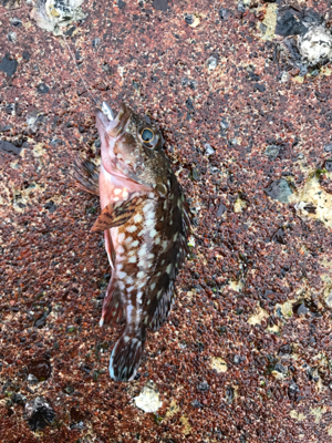 メバダート1インチ赤ラメ アジチョンヘッド…