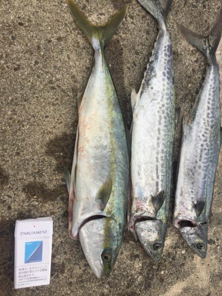 長いナブラは無いけど