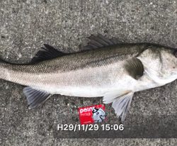 ランカー出た!!わーい