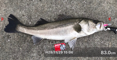 ランカー出た!!わーい