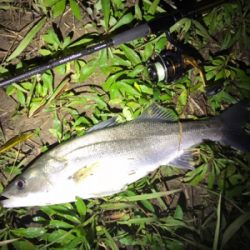 シーバスにキビレ♪