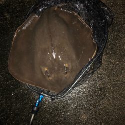 エイはいらない…