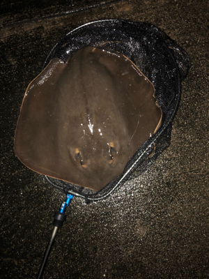 エイはいらない…