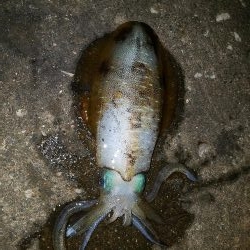 ちょいエギング