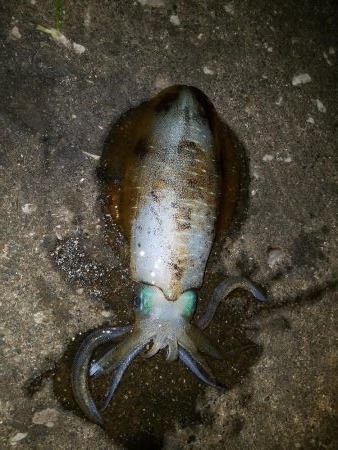 ちょいエギング