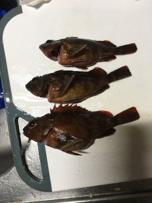 雨の中初穴釣り