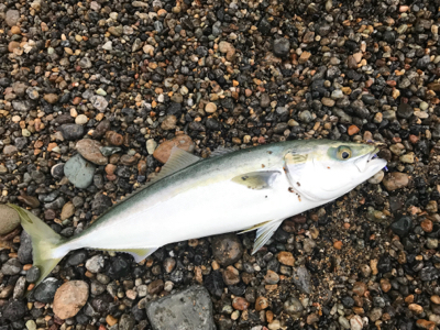 久しぶり！ハマチ！