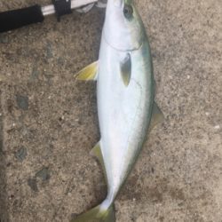 お久しぶりのハマチ