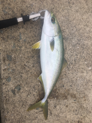 お久しぶりのハマチ