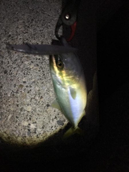 久しぶりのハマチ