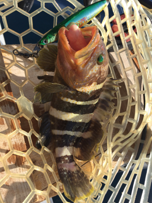 マイボートで尾鷲釣行