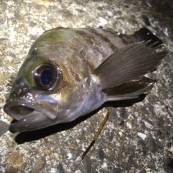 向かい風も何のその。