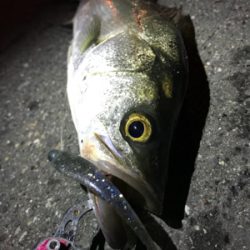 湾奥シーバス終盤？？