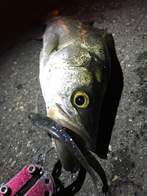 湾奥シーバス終盤？？