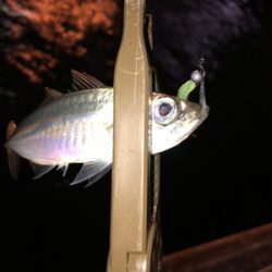 癒しのアジング