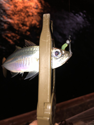 癒しのアジング