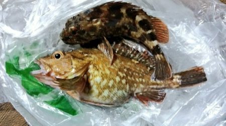 テトラ帯　ライトゲーム　夜