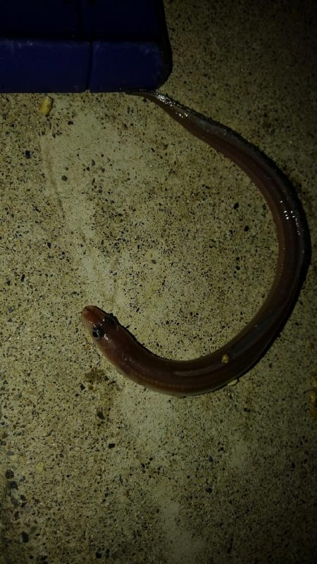 カレイを求めて